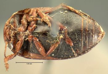 Media type: image;   Entomology 7407 Aspect: habitus ventral view